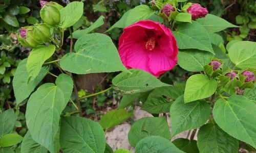 Villa Akwaba - photo 2